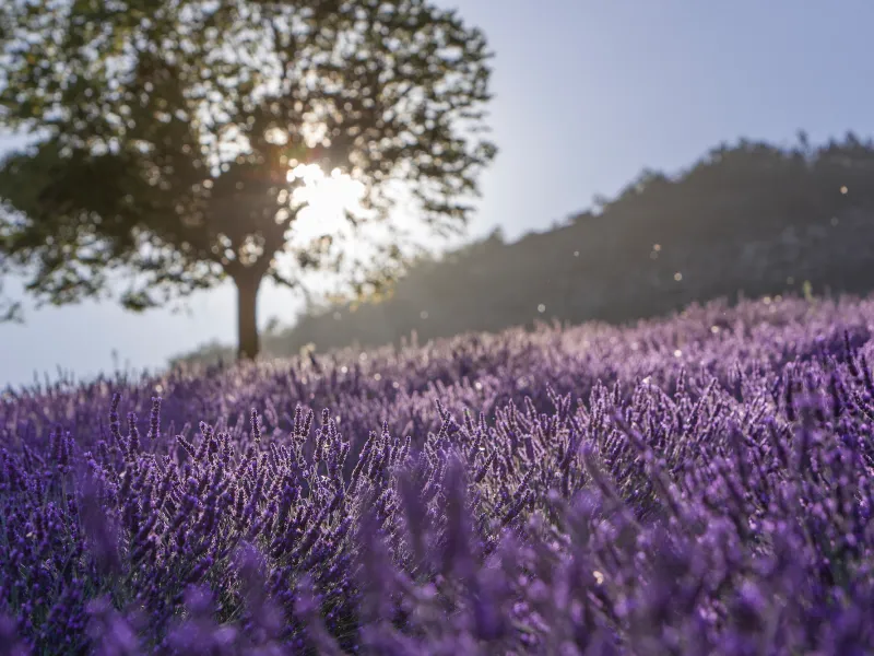 Albero e lavanda