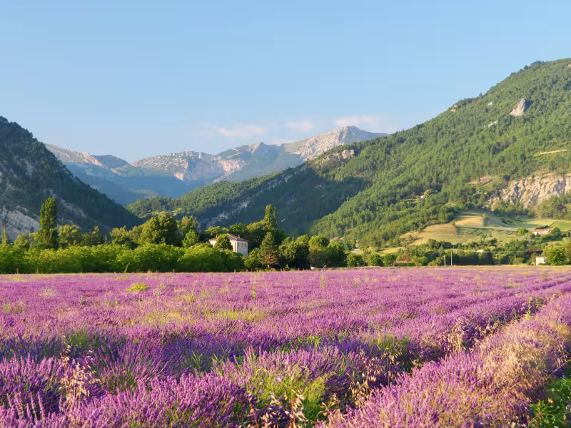 Campo di lavanda Diois