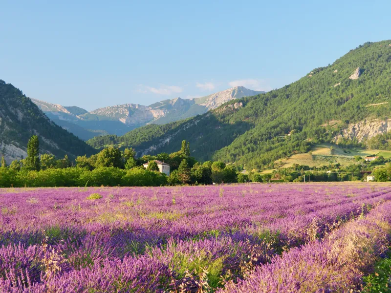 Campo di lavanda Diois