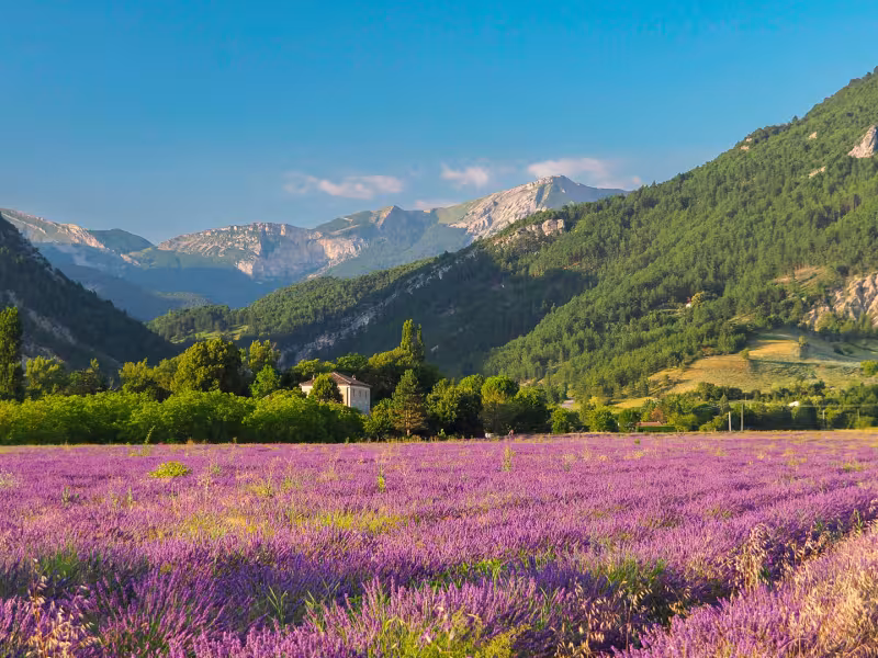 Lavanda Diois