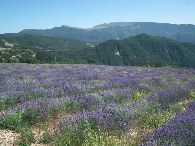 La lavanda in Valdrôme