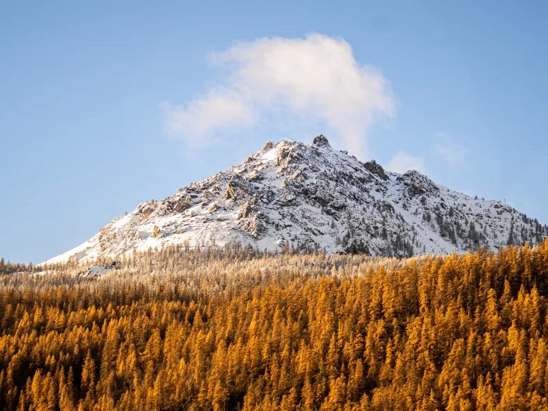 Larice in autunno