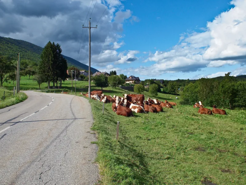 Mandria di mucche su questa variante savoiarda della RGA