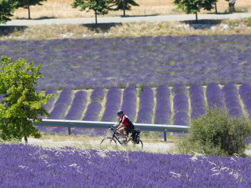 In bicicletta nei campi di lavanda delle Baronnies