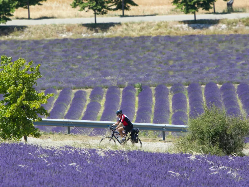 In bicicletta nei campi di lavanda delle Baronnies