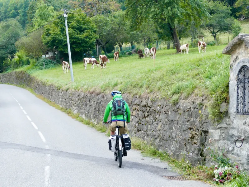Pedalare in un'atmosfera da alpeggio con le mucche sulle strade della regione dello Chablais