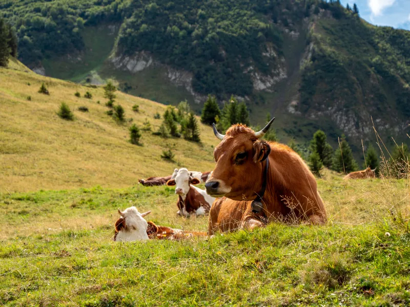 Mandria di mucche tarine sul versante nord del passo dell'Iseran