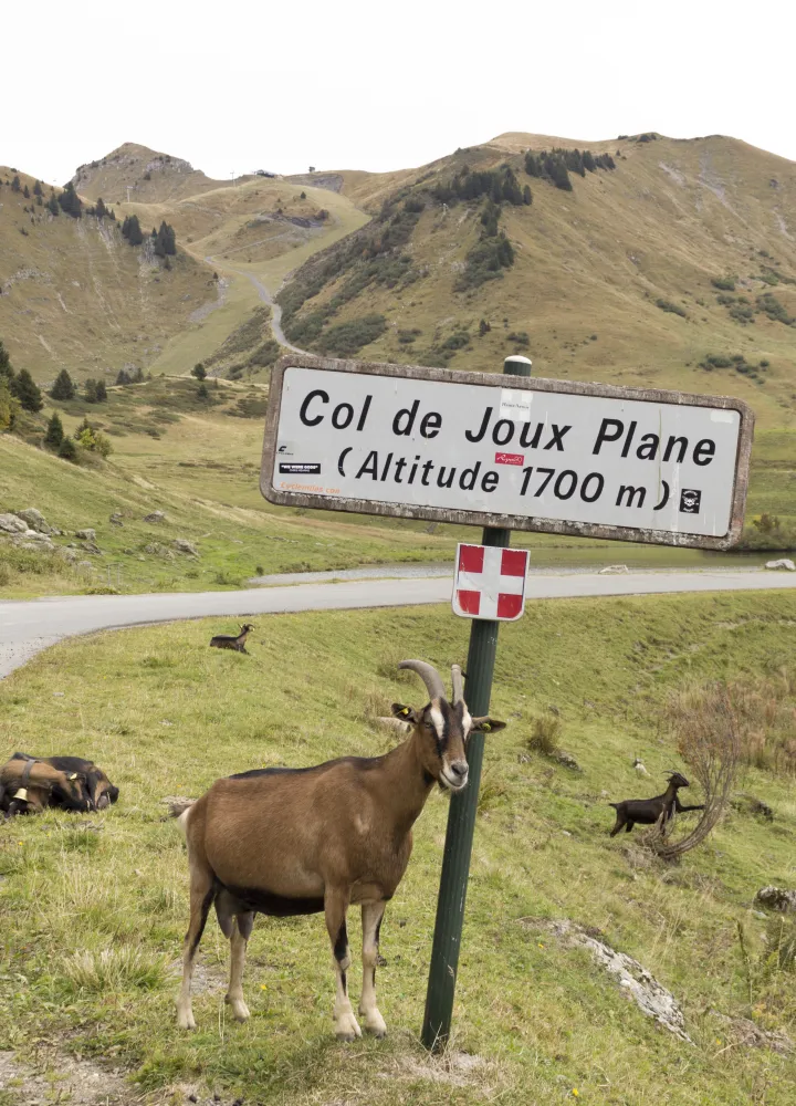 pannello col de joux piano