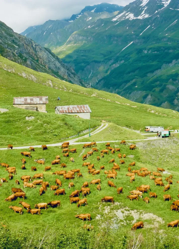 Le mucche tarine che producono il latte per il famoso formaggio Beaufort nel Corm