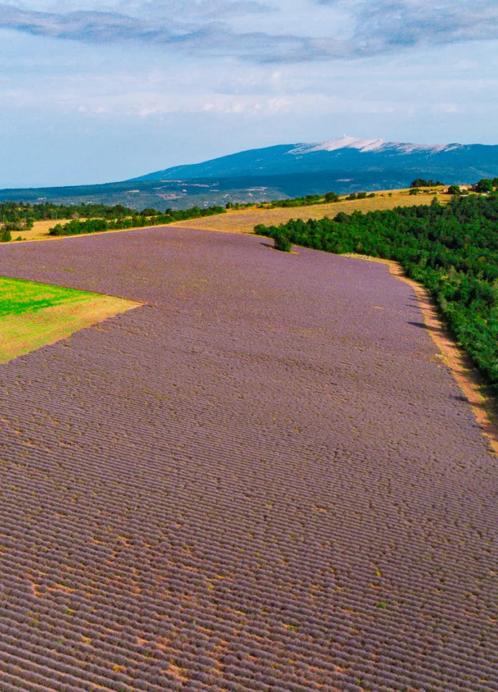 Mont Ventoux e lavanda chmpa