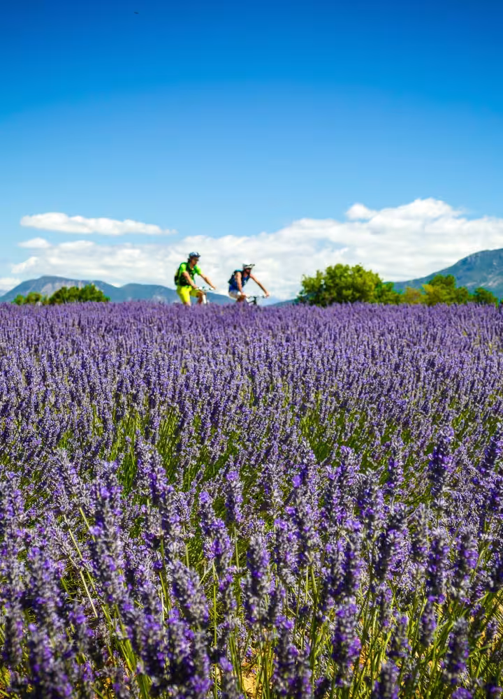Routes de la lavande à vélo