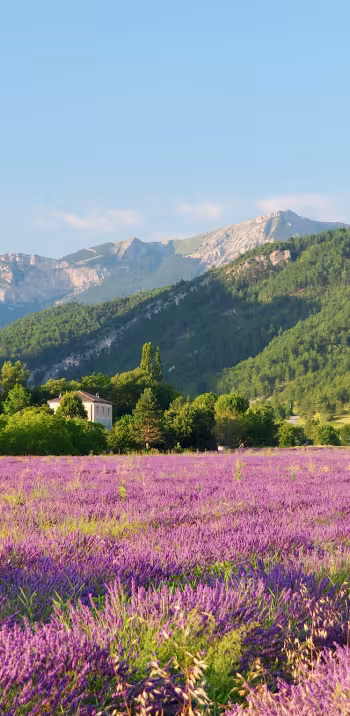 Campo di lavanda Diois