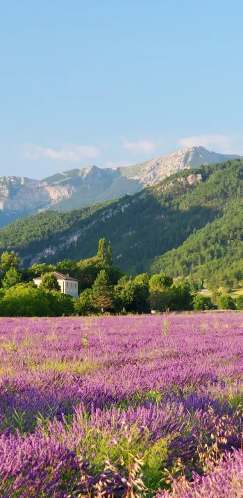 Campo di lavanda Diois