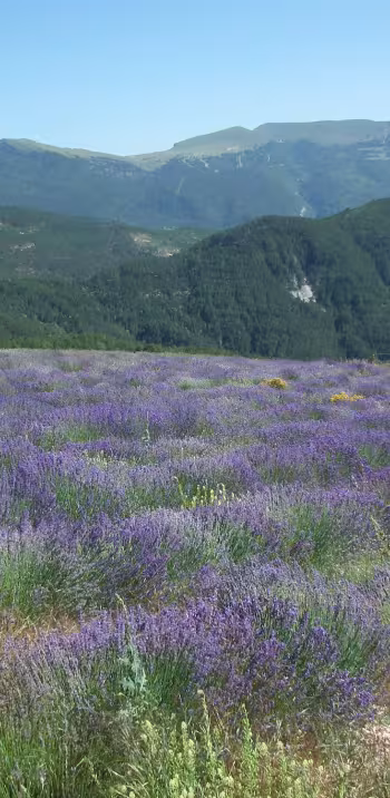 Lavanda in Valdrome LT Grandes Itinerances.jpeg