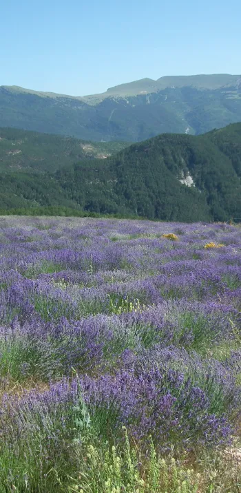 Lavanda in Valdrome LT Grandes Itinerances.jpeg