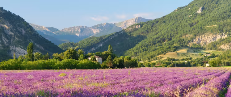 Campo di lavanda Diois