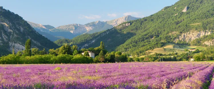 Campo di lavanda Diois