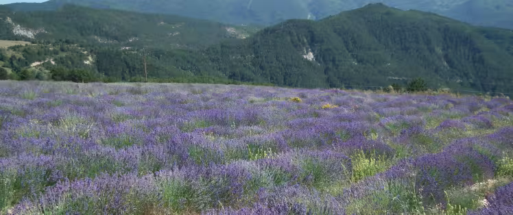 Lavanda in Valdrome LT Grandes Itinerances.jpeg
