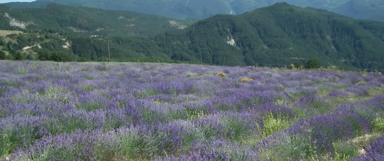 Lavanda in Valdrome LT Grandes Itinerances.jpeg