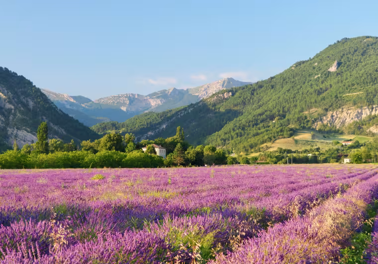 Campo di lavanda Diois