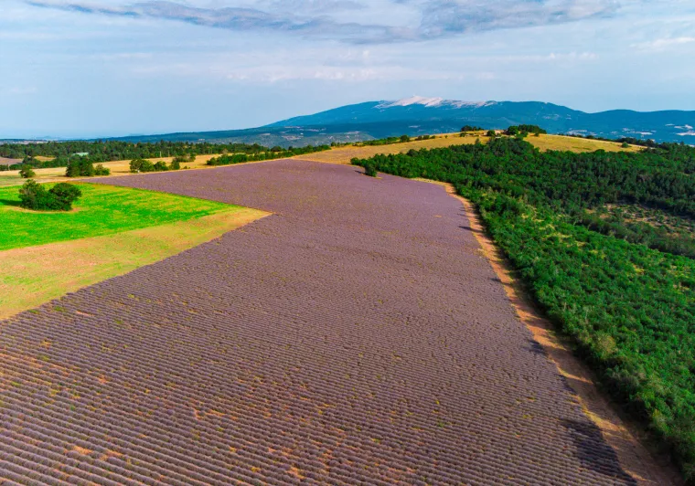 Mont Ventoux e lavanda chmpa