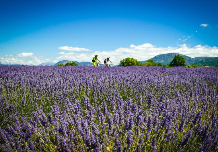 Routes de la lavande à vélo
