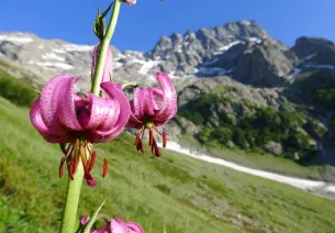 Il giglio martagone sullo sfondo del Sirac durante la salita a Chabourneou per la conta degli stambecchi