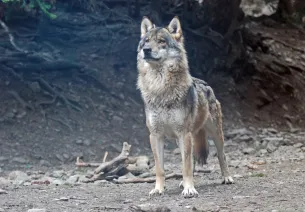 Lupo maschio