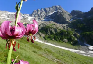 Il giglio martagone sullo sfondo del Sirac, salendo a Chabournéou