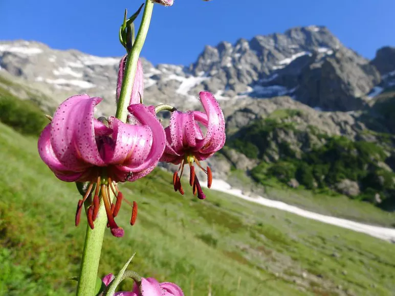 Il giglio martagone sullo sfondo del Sirac durante la salita a Chabourneou per la conta degli stambecchi