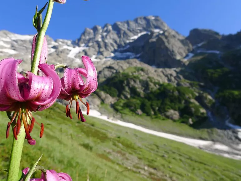Il giglio martagone sullo sfondo del Sirac, salendo a Chabournéou